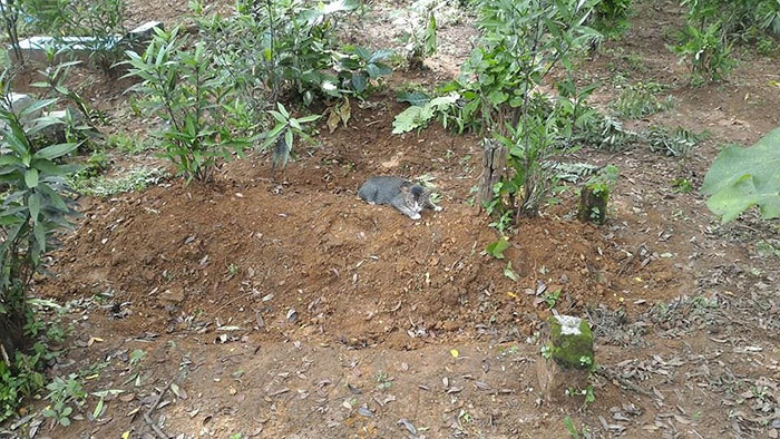 The owner has passed away, the cat is so heartbroken to cry at her owner's grave 3