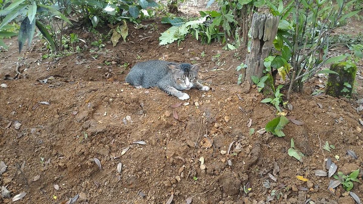 The owner has passed away, the cat is so heartbroken to cry at her owner's grave 4