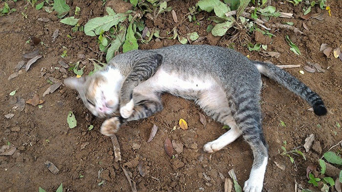 The owner has passed away, the cat is so heartbroken to cry at her owner's grave 5