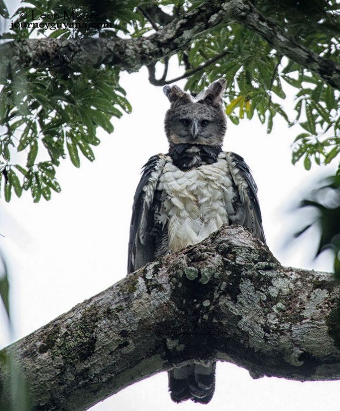 Harpy Eagle - the largest bird in the world, as tall as a human 1