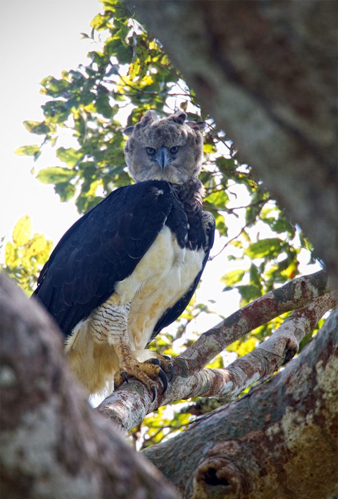 Harpy Eagle - the largest bird in the world, as tall as a human 2