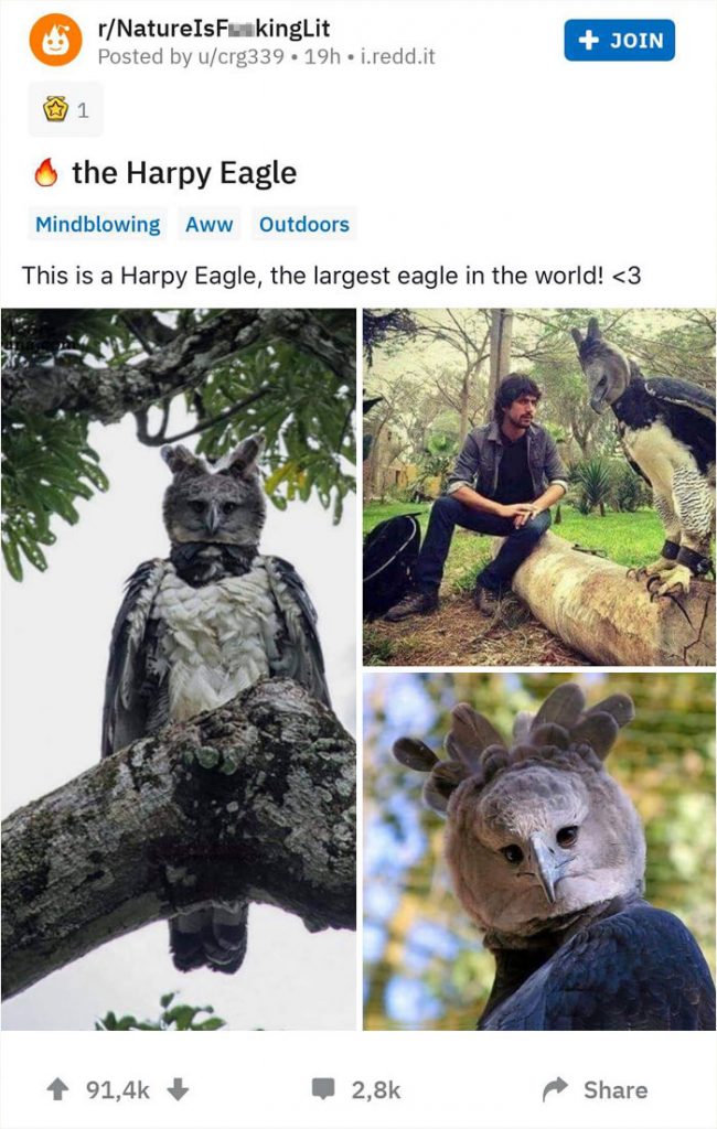 Harpy Eagle - the largest bird in the world, as tall as a human 4