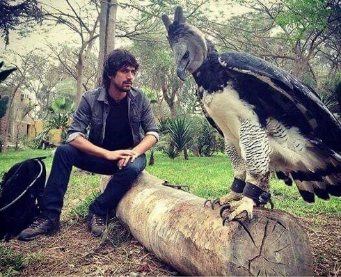 Harpy Eagle - the largest bird in the world, as tall as a human 5