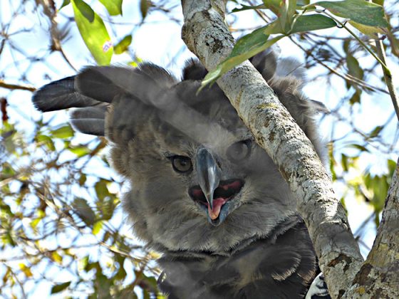 Harpy Eagle - the largest bird in the world, as tall as a human 6