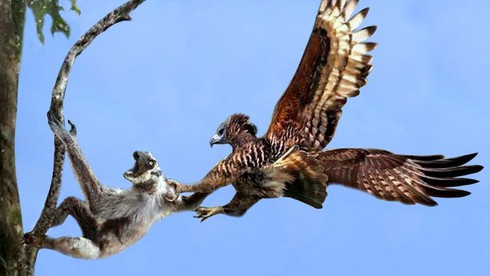 Harpy Eagle - the largest bird in the world, as tall as a human 7