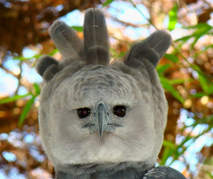 Harpy Eagle - the largest bird in the world, as tall as a human 8