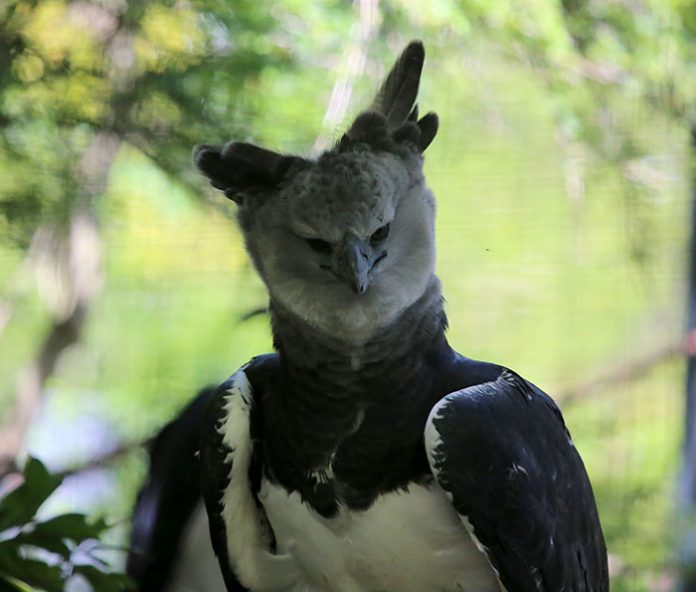 Harpy Eagle - the largest bird in the world, as tall as a human 9