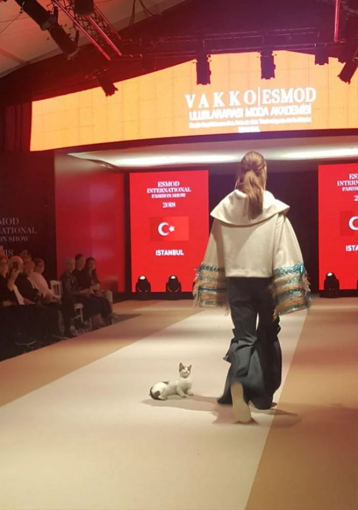 The cat breaks into a fashion show and try to fight with model 2