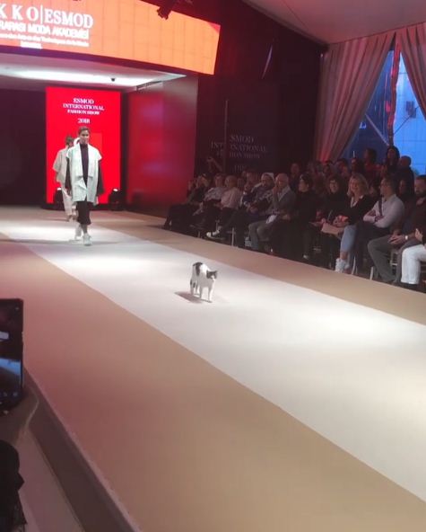 The cat breaks into a fashion show and try to fight with model 3