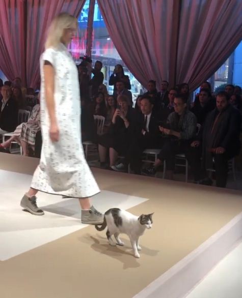 The cat breaks into a fashion show and try to fight with model 4