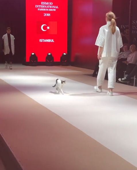 The cat breaks into a fashion show and try to fight with model 5