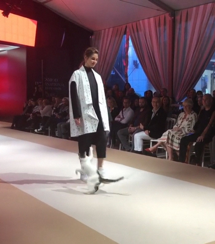 The cat breaks into a fashion show and try to fight with model 9