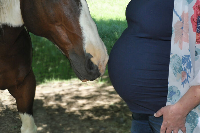 Laughing horse takes the spotlight owner's maternity photoshoot 2