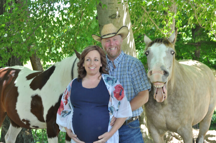 Laughing horse takes the spotlight owner's maternity photoshoot 5