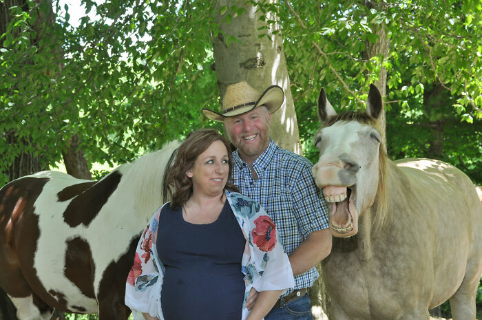 Laughing horse takes the spotlight owner's maternity photoshoot 8