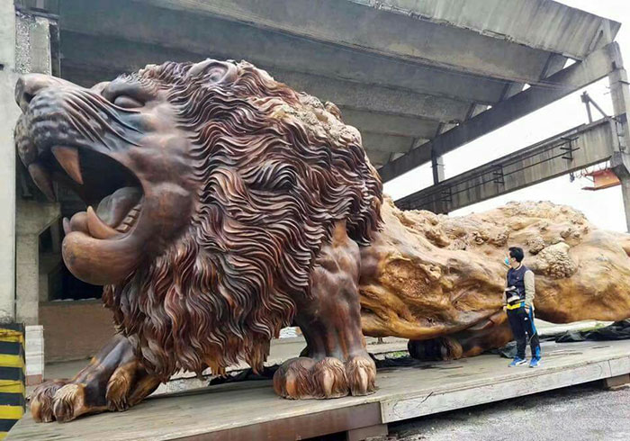 Marvel at the world's largest majestic wooden lion carved from a 15-meter tree 1