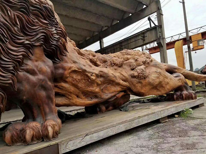 Marvel at the world's largest majestic wooden lion carved from a 15-meter tree 3