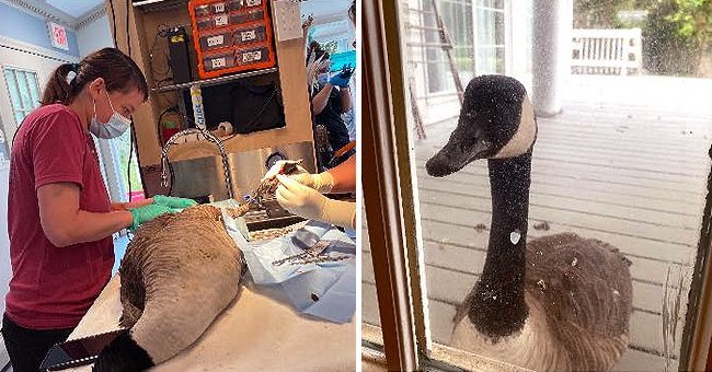 When doctors operated on a goose, outside the door of its mate's room was still waiting, refusing to leave.