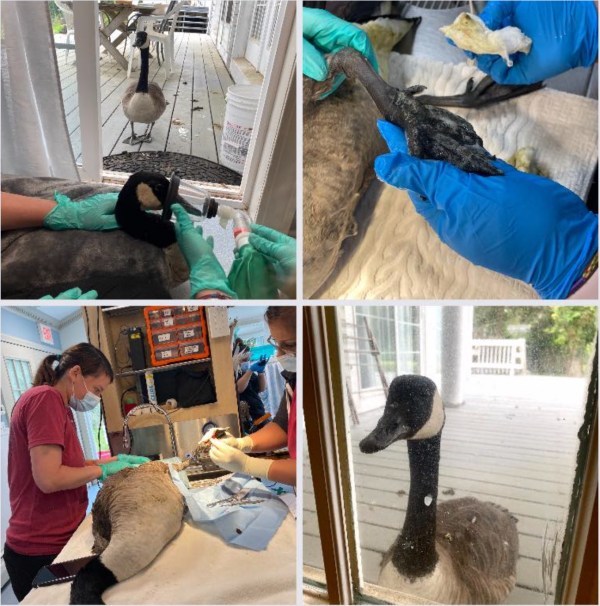 Goose refuses to go, watching his partner undergo surgery in the hospital 2