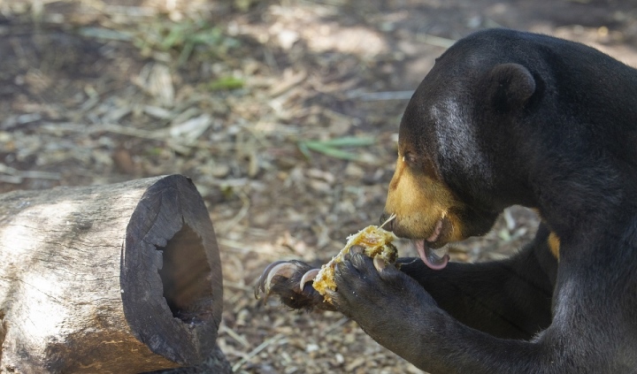 From the honey thief, the wild bear hired by the landlord always works as an appraiser 1