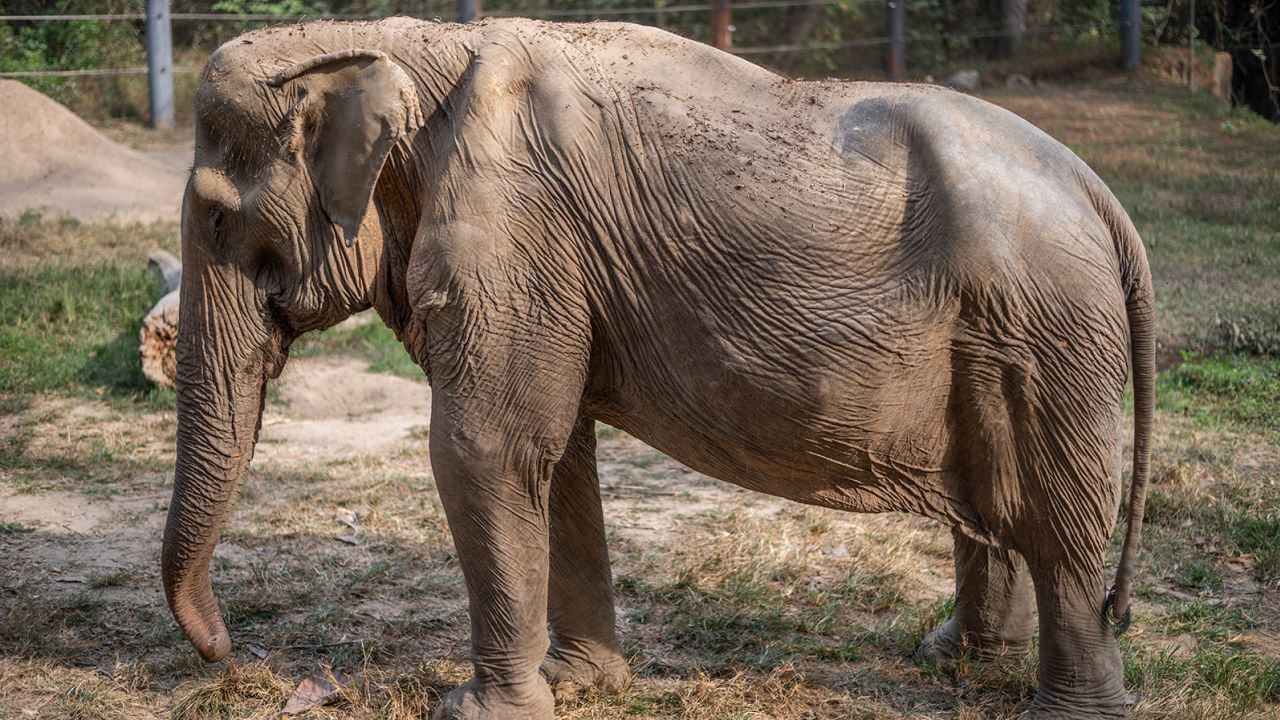 71-year-old elephant suffers spinal deformity after 25 years of service to tourists 1