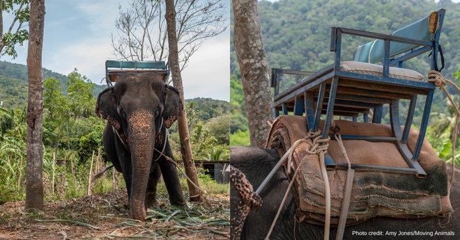 71-year-old elephant suffers spinal deformity after 25 years of service to tourists 2