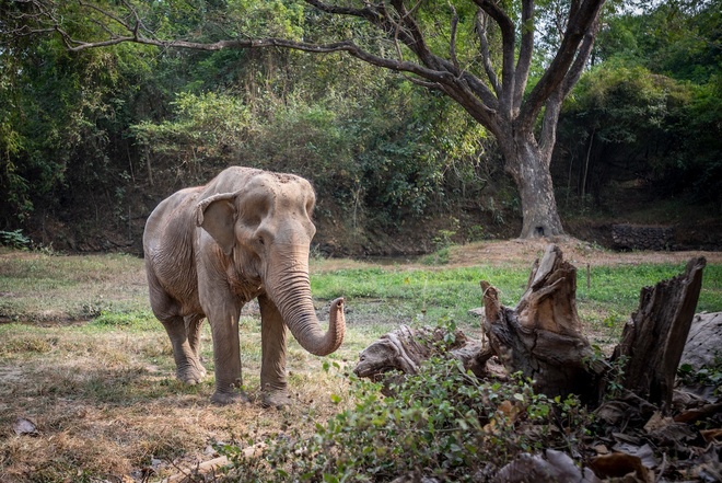 71-year-old elephant suffers spinal deformity after 25 years of service to tourists 3