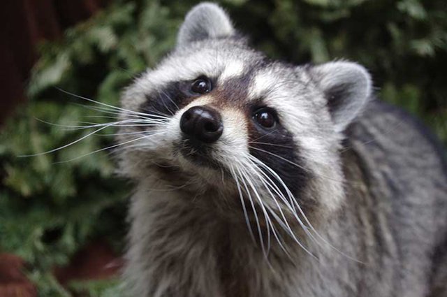 The camera captured Raccoon happily playing with the snow 1