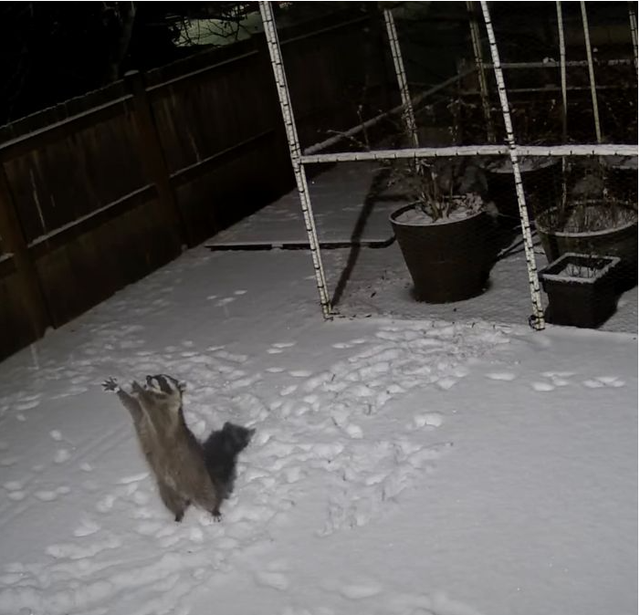 The camera captured Raccoon happily playing with the snow 2