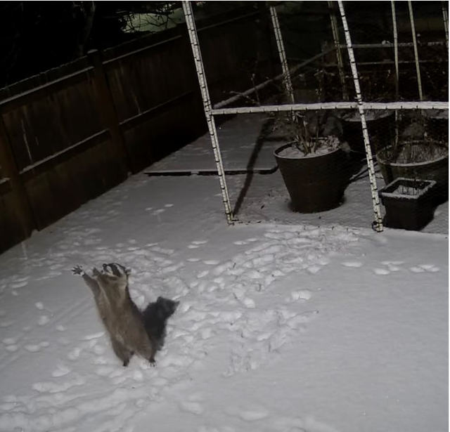 The North American Raccoon has the very strange act of reaching out to catch the falling snowflakes. (Photo: The Dodo)