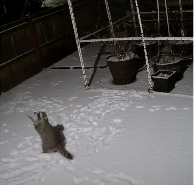 The camera captured Raccoon happily playing with the snow 3