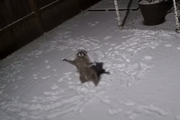The camera captured Raccoon happily playing with the snow 4