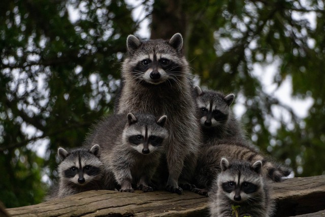 The raccoon is an animal with a special appearance and a strange personality. (Photo: Pixabay)