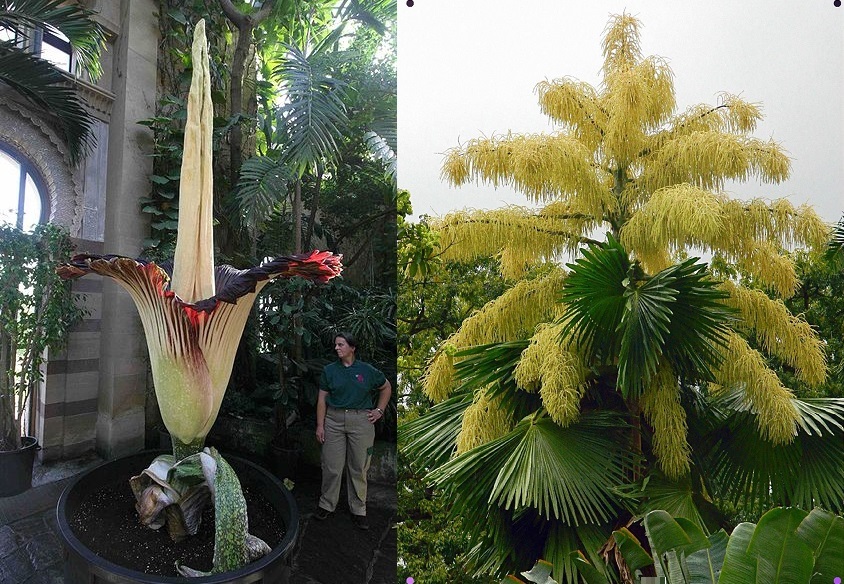 Standing in front of the big flower, the person also becomes smaller! - Pinterest photos