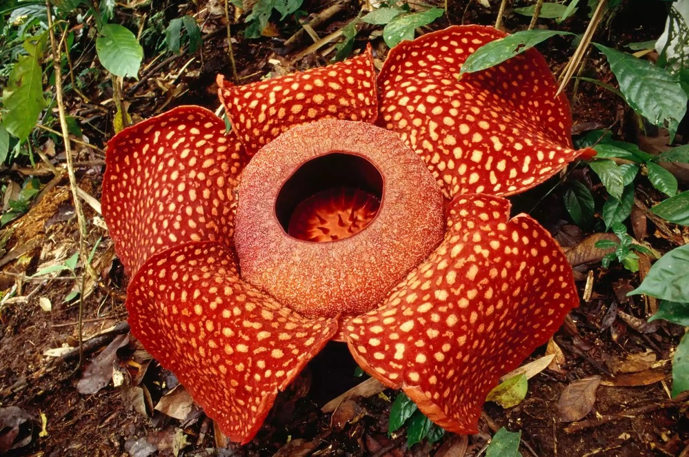 Top 4 largest flowers in the world 2