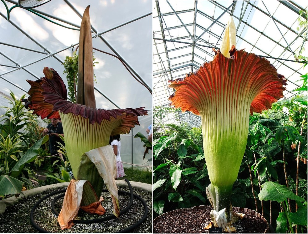 Many parks and reserves have this giant flower - Photo Karl Lehmann/Getty