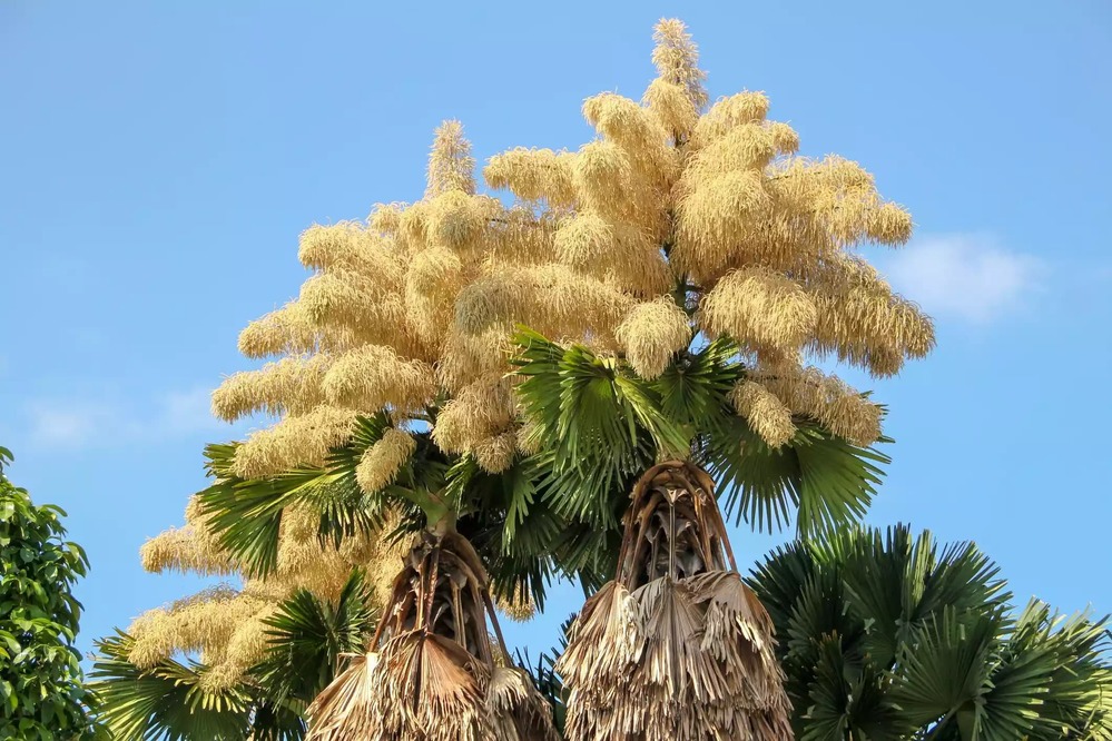 The Corypha Umbraculifera tree brings high economic returns - Photo Brunomartinsimagens/Getty