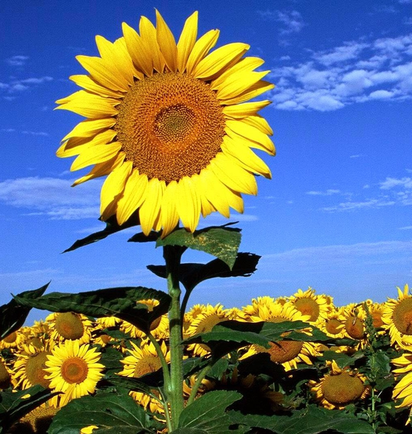 Sunflower seeds are fairly large - Getty