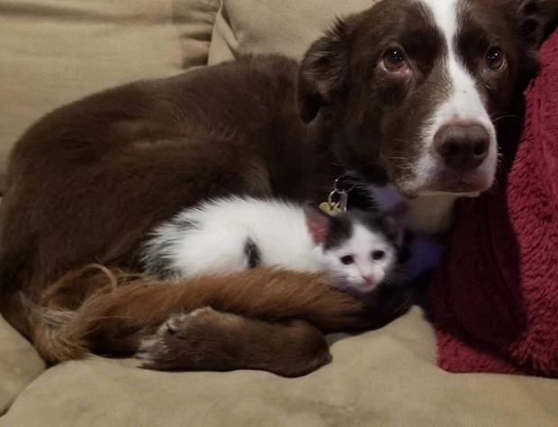 Adorable and touching moments of animals that make you feel warm 11