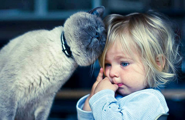 Cat gently comfort when baby sad