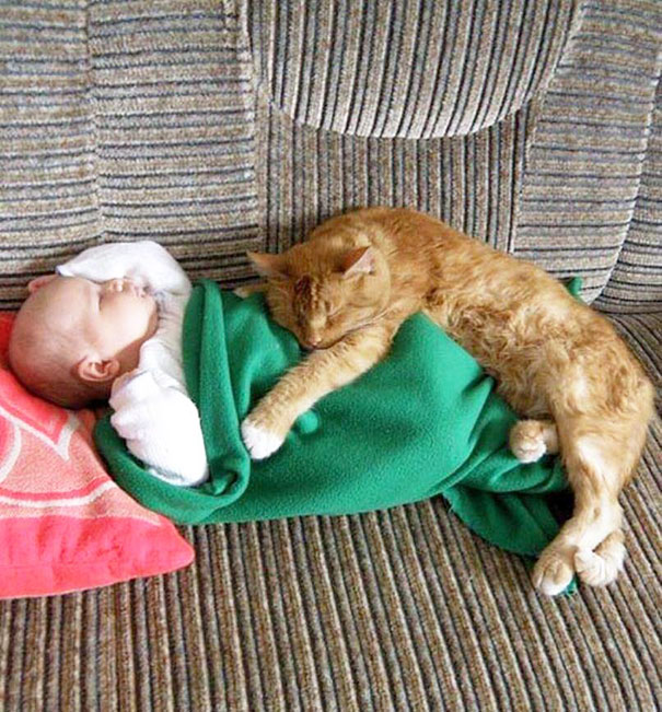 20 photos that prove your baby needs a cat 7