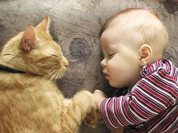 20 photos that prove your baby needs a cat 8