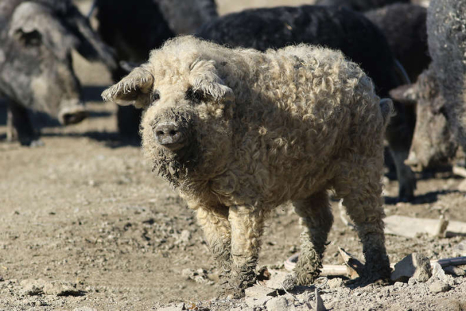 Pigs have a sheep-like appearance, the character of dogs 1