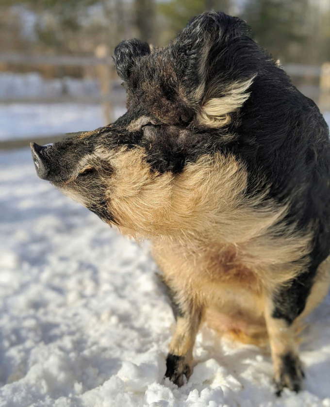 Pigs have a sheep-like appearance, the character of dogs 2