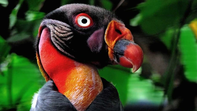 Top 10 weirdest birds in the world 1