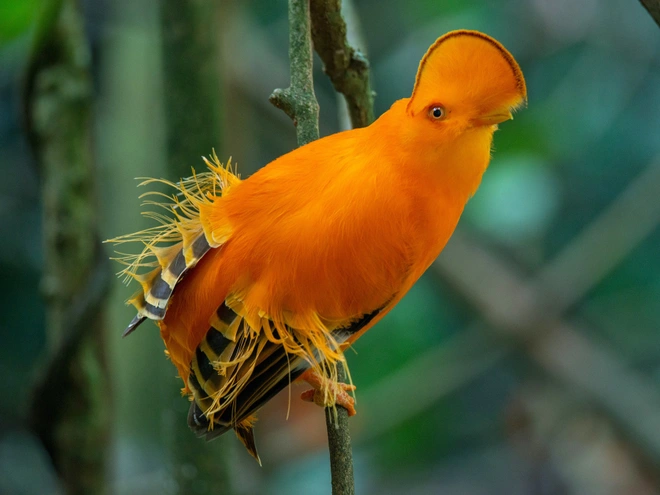 Top 10 weirdest birds in the world 2