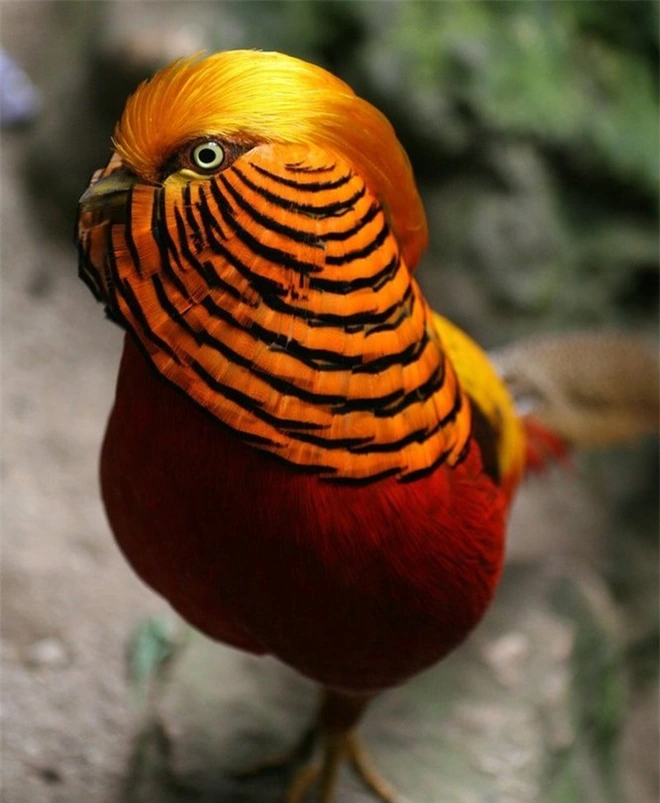 Top 10 weirdest birds in the world 4