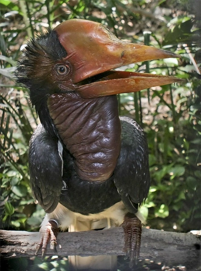 Top 10 weirdest birds in the world 5