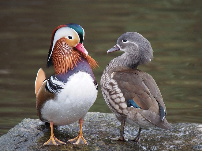 Top 10 weirdest birds in the world 10