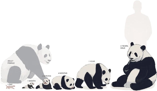 Panda has a large body but stars give birth weighing only 100 grams, equal to 1/900 of a mother bear 2